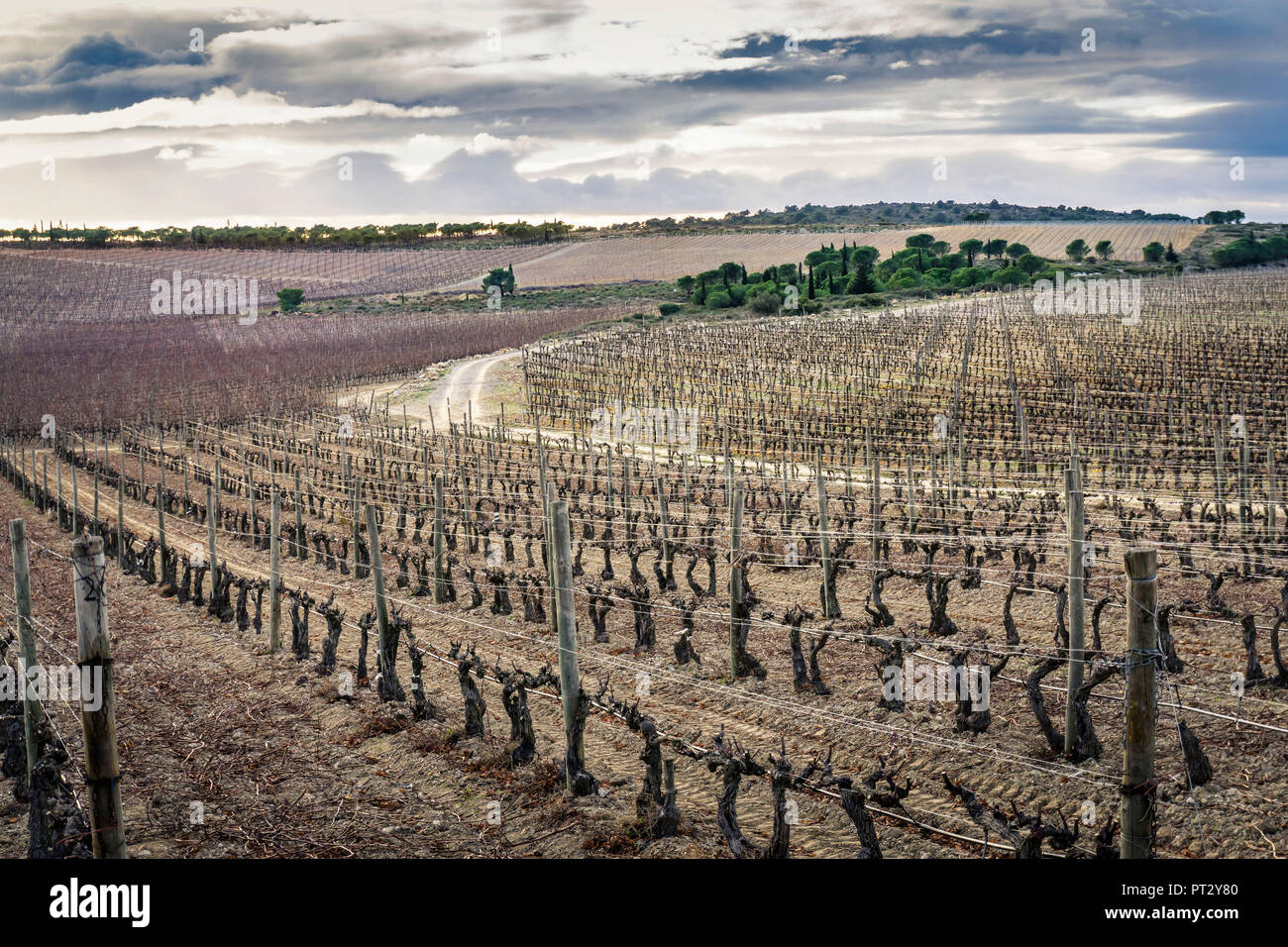 Wine field in La Clape in autumn, Domaine L`Hospitalet Stock Photo